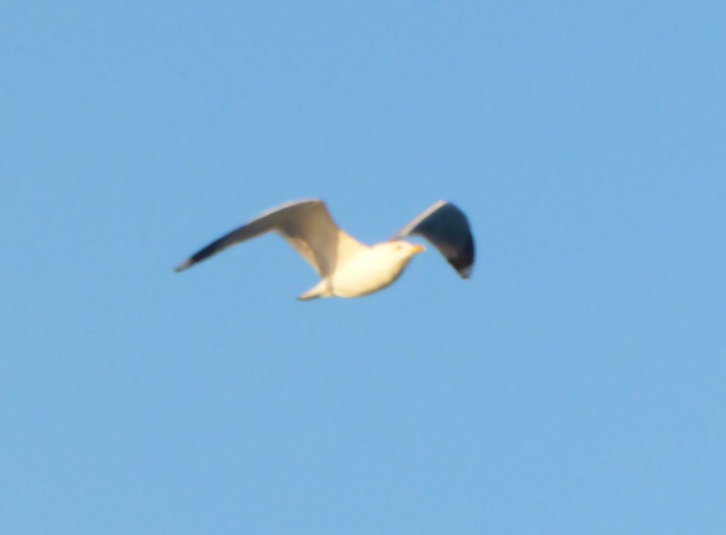 Gabbiani da identificare: Gabbiani reali mediterranei (Larus michahellis)